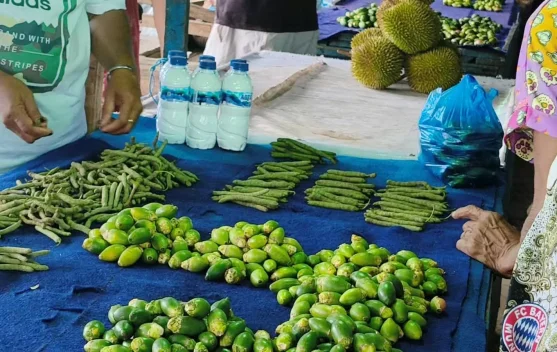 Harga Sirih Meroket Pedagang dan Masyarakat Biak Mengeluh