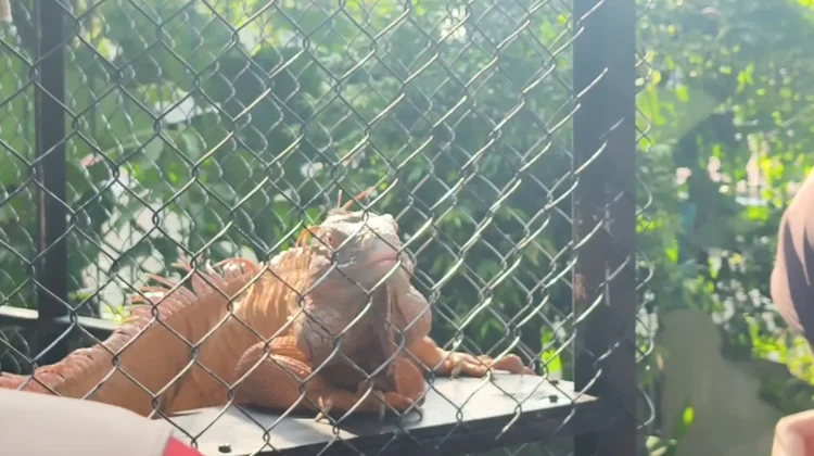 Keberadaan Satwa Menjadi Daya Tarik di Kawasan Situ Plaza Cibinong