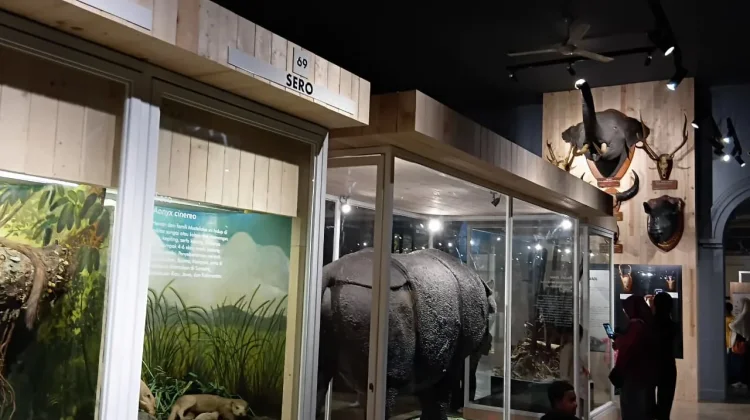 Edukasi Satwa di Museum Zoologi Bogor Jadi Pilihan Liburan Keluarga