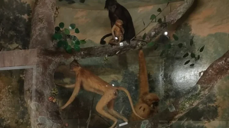 Edukasi Satwa di Museum Zoologi Bogor Jadi Pilihan Liburan Keluarga