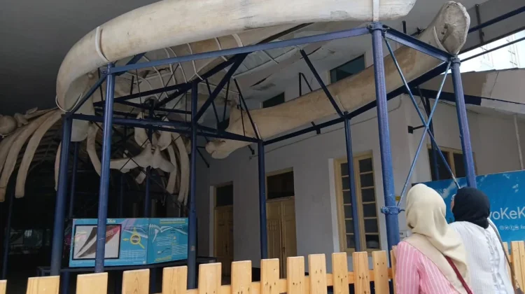 Edukasi Satwa di Museum Zoologi Bogor Jadi Pilihan Liburan Keluarga