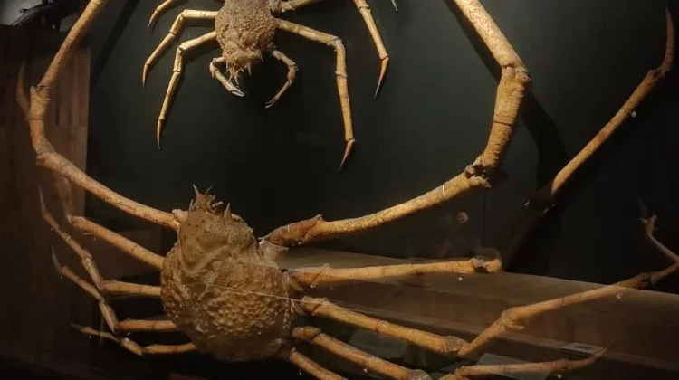 Edukasi Satwa di Museum Zoologi Bogor Jadi Pilihan Liburan Keluarga