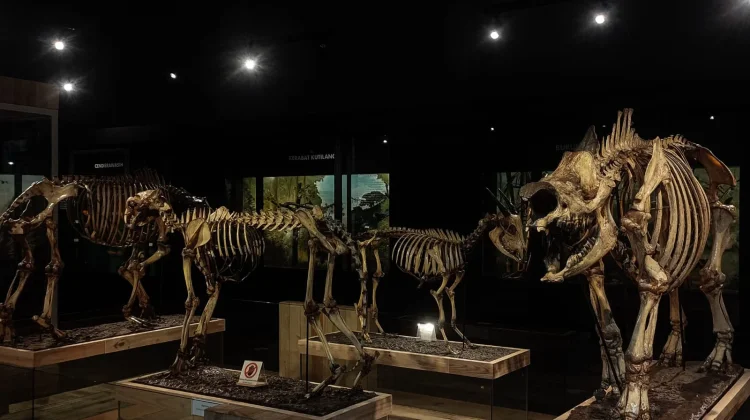 Edukasi Satwa di Museum Zoologi Bogor Jadi Pilihan Liburan Keluarga