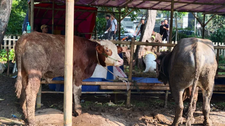 Pedagang Harap Penjualan Meningkat di Bursa Hewan Kurban Bogor