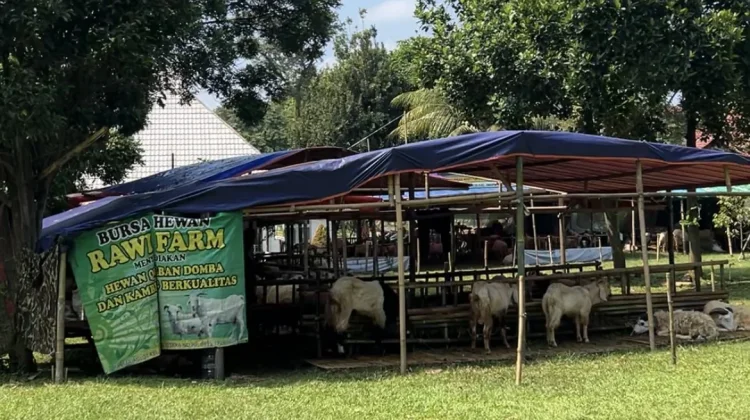 Kementan Fasilitasi Pedagang dan Peternak melalui Bursa Hewan Qurban