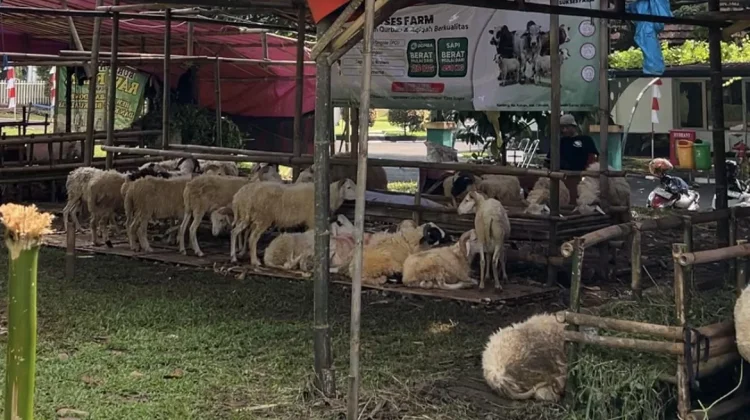 Kementan Fasilitasi Pedagang dan Peternak melalui Bursa Hewan Qurban
