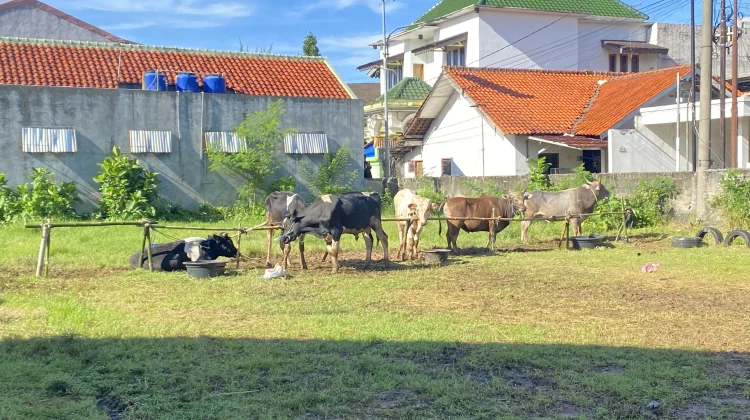 Warga Sukaresmi Antusias Melihat Proses Pemotongan Hewan Kurban
