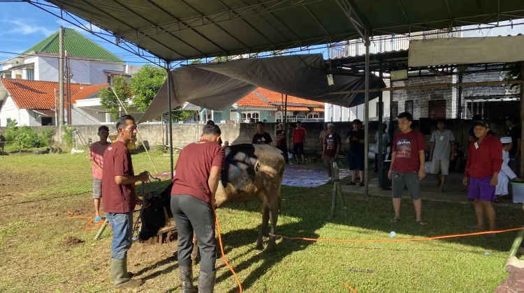 Warga Sukaresmi Antusias Melihat Proses Pemotongan Hewan Kurban