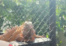 Keberadaan Satwa Menjadi Daya Tarik di Kawasan Situ Plaza Cibinong