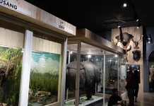 Edukasi Satwa di Museum Zoologi Bogor Jadi Pilihan Liburan Keluarga