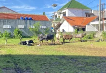 Warga Sukaresmi Antusias Melihat Proses Pemotongan Hewan Kurban