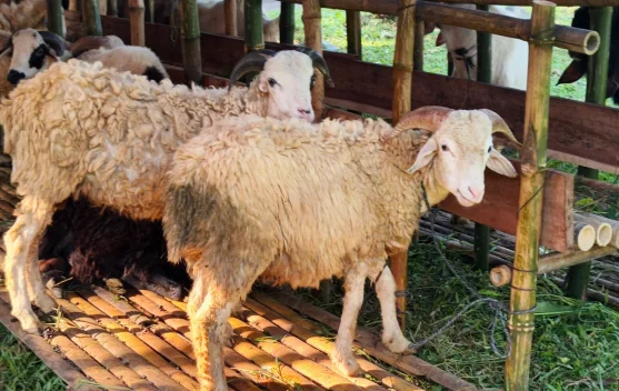 Pedagang Harap Penjualan Meningkat di Bursa Hewan Kurban Bogor