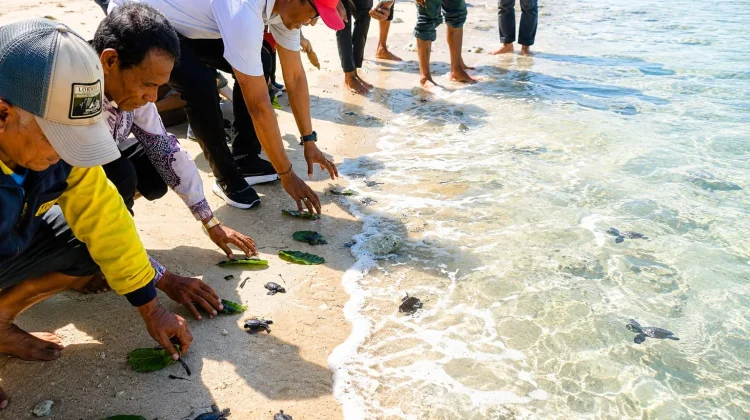 Kemenag Flores Timur Lepas 250 Tukik di Solor Selatan, Dukung Konservasi Penyu