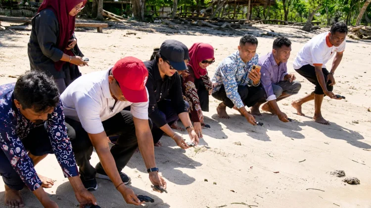 Kemenag Flores Timur Lepas 250 Tukik di Solor Selatan, Dukung Konservasi Penyu
