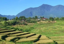 Sky Terrace Tawarkan Panorama Sawah Terasering