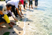 Kemenag Flores Timur Lepas 250 Tukik di Solor Selatan, Dukung Konservasi Penyu