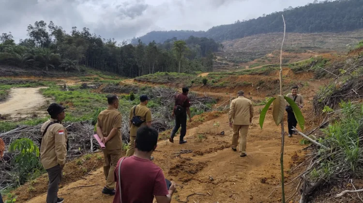 Sekda Sanggau Pantau Penanaman Kembali Pohon PT CUT