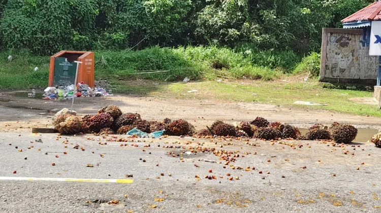 Truk Sawit Ringsek usai Kecelakaan di Sanggau