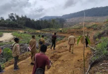 Sekda Sanggau Pantau Penanaman Kembali Pohon PT CUT