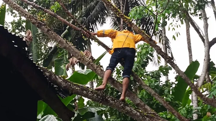 TRC BPBD Kota Gunungsitoli Evakuasi Pohon Tumbang di Desa Onozitoli Siforoasi