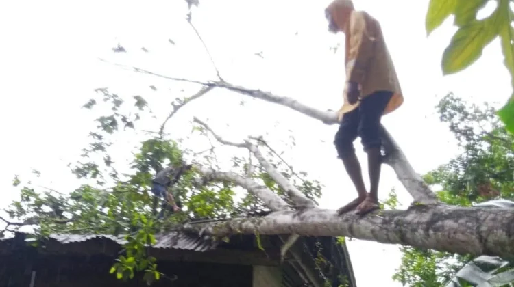 TRC BPBD Kota Gunungsitoli Evakuasi Pohon Tumbang di Desa Onozitoli Siforoasi