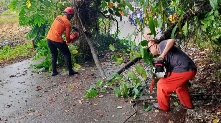 TRC BPBD Kota Gunungsitoli Evakuasi Pohon Tumbang di Kawasan Laowomaru