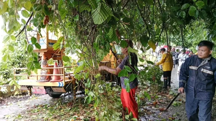 TRC BPBD Kota Gunungsitoli Evakuasi Pohon Tumbang di Kawasan Laowomaru