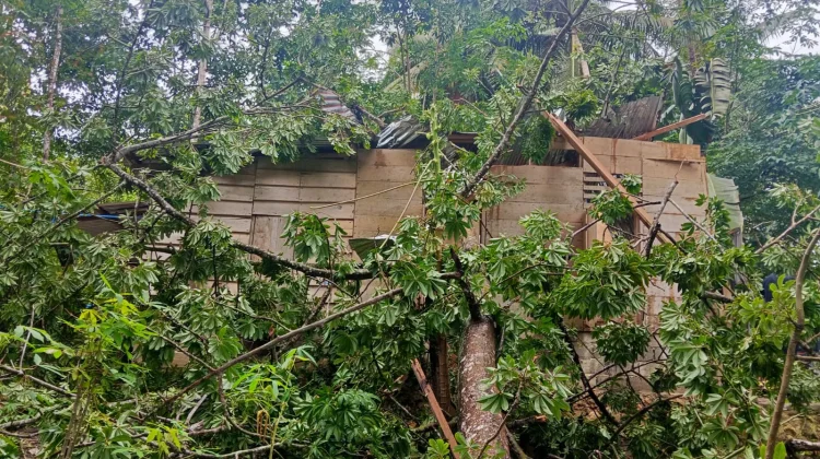 Cuaca Buruk, Pohon Timpa Rumah Warga di Desa Bawadesolo, Kecamatan Gunungsitoli