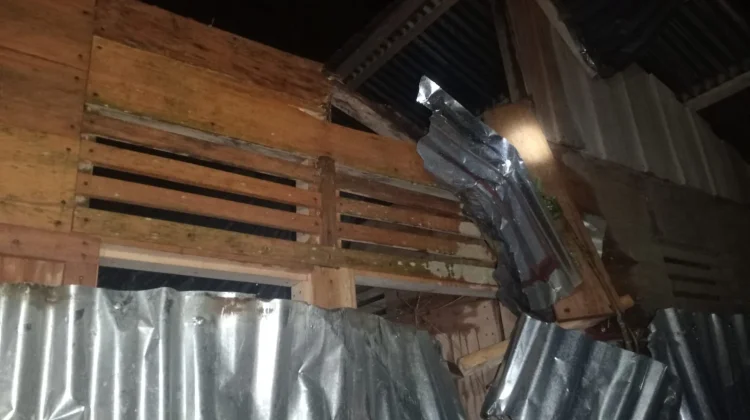 Cuaca Buruk, Pohon Timpa Rumah Warga di Desa Bawadesolo, Kecamatan Gunungsitoli