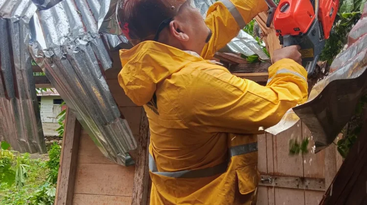 Cuaca Buruk, Pohon Timpa Rumah Warga di Desa Bawadesolo, Kecamatan Gunungsitoli