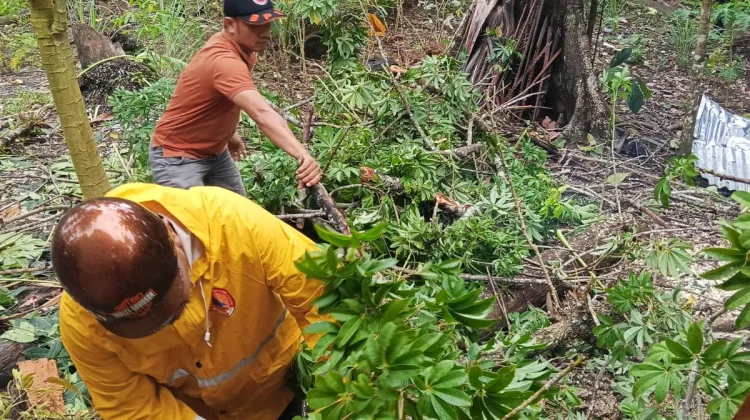 Cuaca Buruk, Pohon Timpa Rumah Warga di Desa Bawadesolo, Kecamatan Gunungsitoli