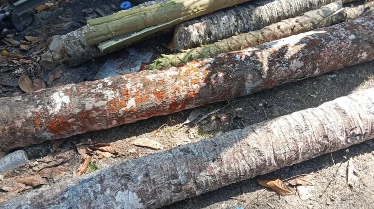 Korban Pohon Tumbang di Hilimbowo Olora Terima Bantuan