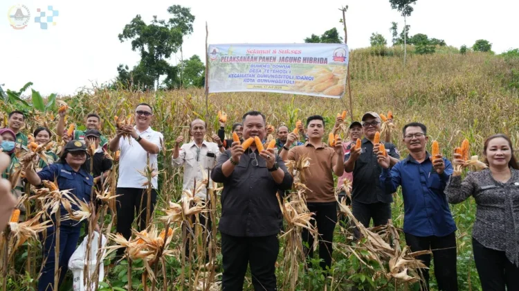 Wali Kota Gunungsitoli Apresiasi Keberhasilan Panen Jagung BUMDes Sowua