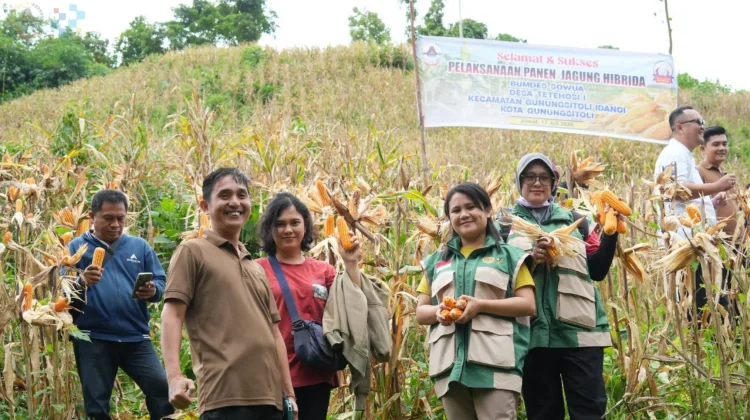 Wali Kota Gunungsitoli Apresiasi Keberhasilan Panen Jagung BUMDes Sowua