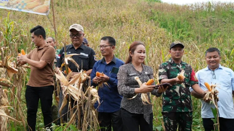Wali Kota Gunungsitoli Apresiasi Keberhasilan Panen Jagung BUMDes Sowua