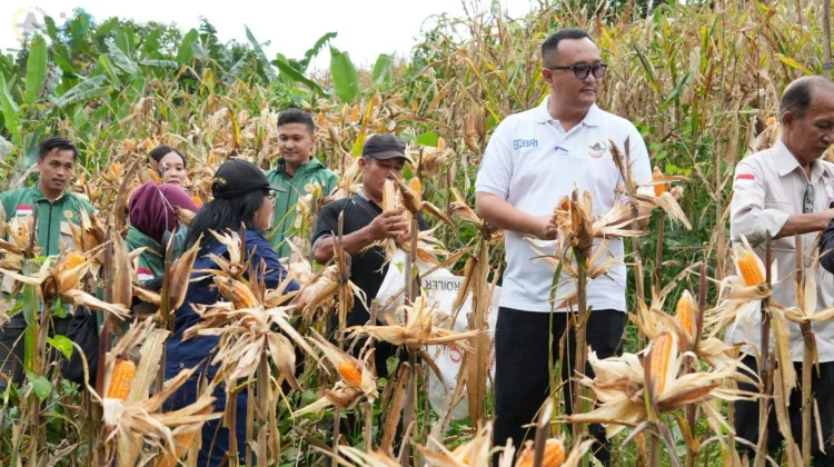Wali Kota Gunungsitoli Apresiasi Keberhasilan Panen Jagung BUMDes Sowua