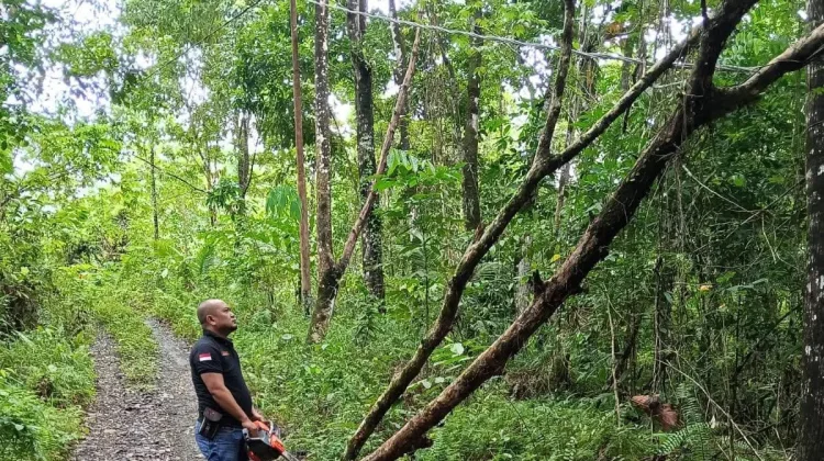 Penanganan Pohon Tumbang di Jalan Ewalida Bukit Desa Saewe