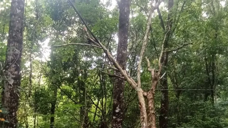 Penanganan Pohon Tumbang di Jalan Ewalida Bukit Desa Saewe