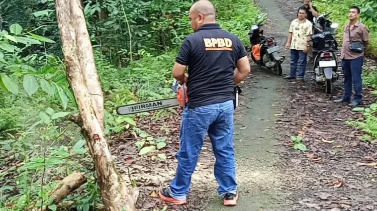 Penanganan Pohon Tumbang di Jalan Ewalida Bukit Desa Saewe