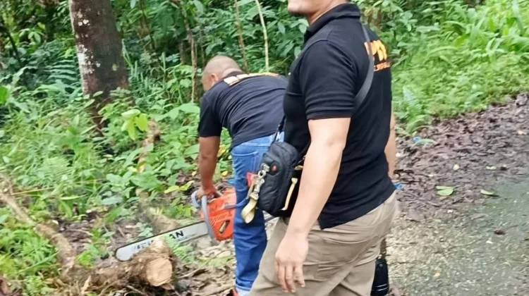 Penanganan Pohon Tumbang di Jalan Ewalida Bukit Desa Saewe