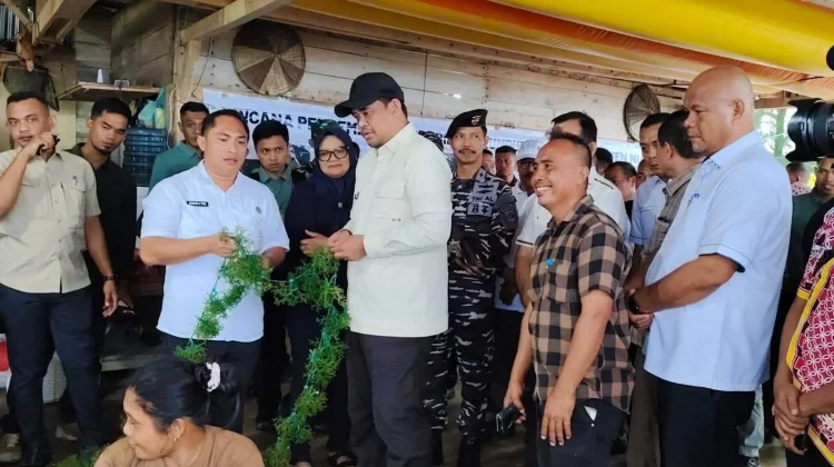 Tinjau Budidaya Rumput Laut di Lahewa, Bobby Nasution Dorong Tata Kelola dan Teknol
