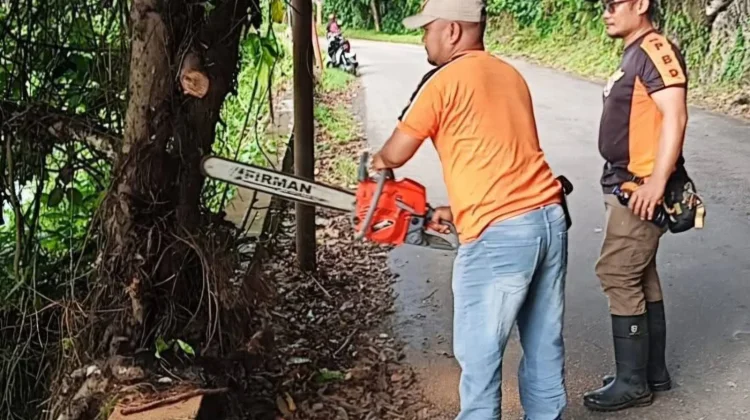 Penebangan Pohon Rawan Tumbang di Wilayah Kota Gunungsitoli