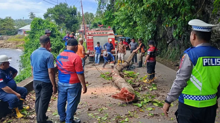 Penebangan Pohon Rawan Tumbang di Wilayah Kota Gunungsitoli
