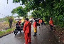 TRC BPBD Kota Gunungsitoli Evakuasi Pohon Tumbang di Kawasan Laowomaru