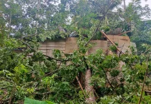 Cuaca Buruk, Pohon Timpa Rumah Warga di Desa Bawadesolo, Kecamatan Gunungsitoli