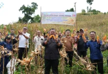 Wali Kota Gunungsitoli Apresiasi Keberhasilan Panen Jagung BUMDes Sowua