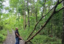 Penanganan Pohon Tumbang di Jalan Ewalida Bukit Desa Saewe