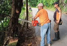 Penebangan Pohon Rawan Tumbang di Wilayah Kota Gunungsitoli