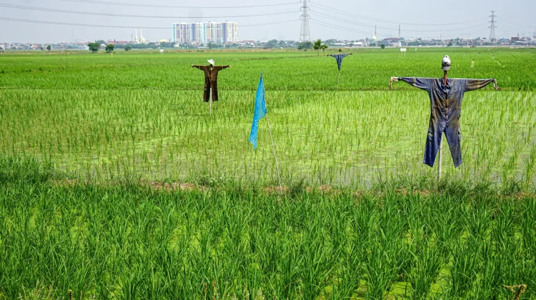Sawah di Jakarta Tergerus Ekspansi Kota