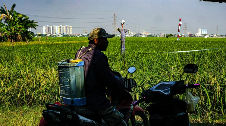 Sawah di Jakarta Tergerus Ekspansi Kota